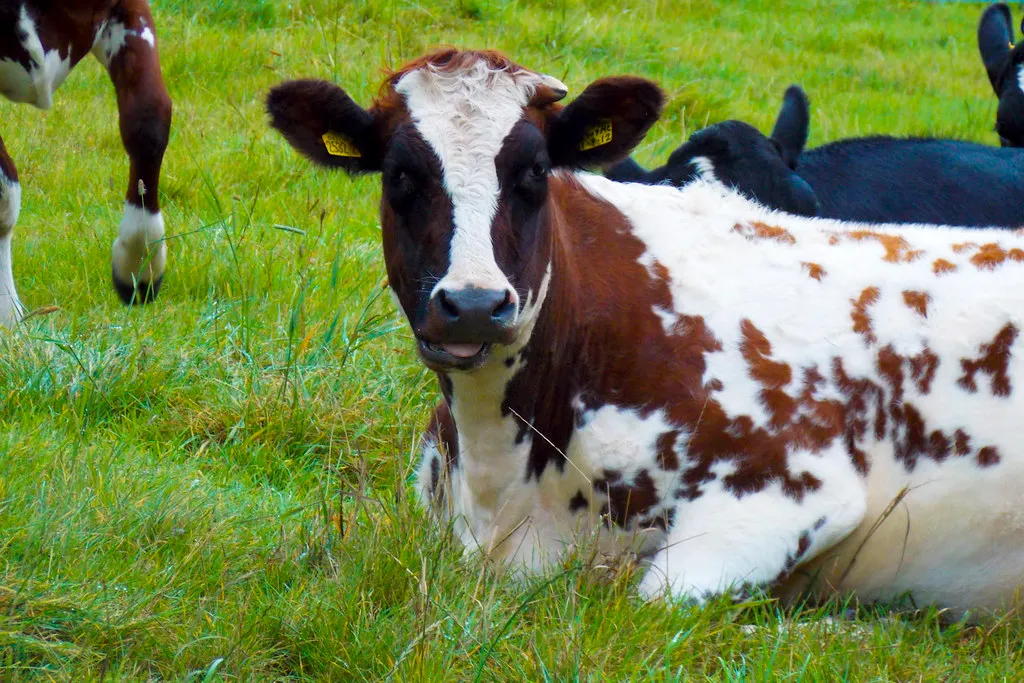 Dairy cows resting on green grass